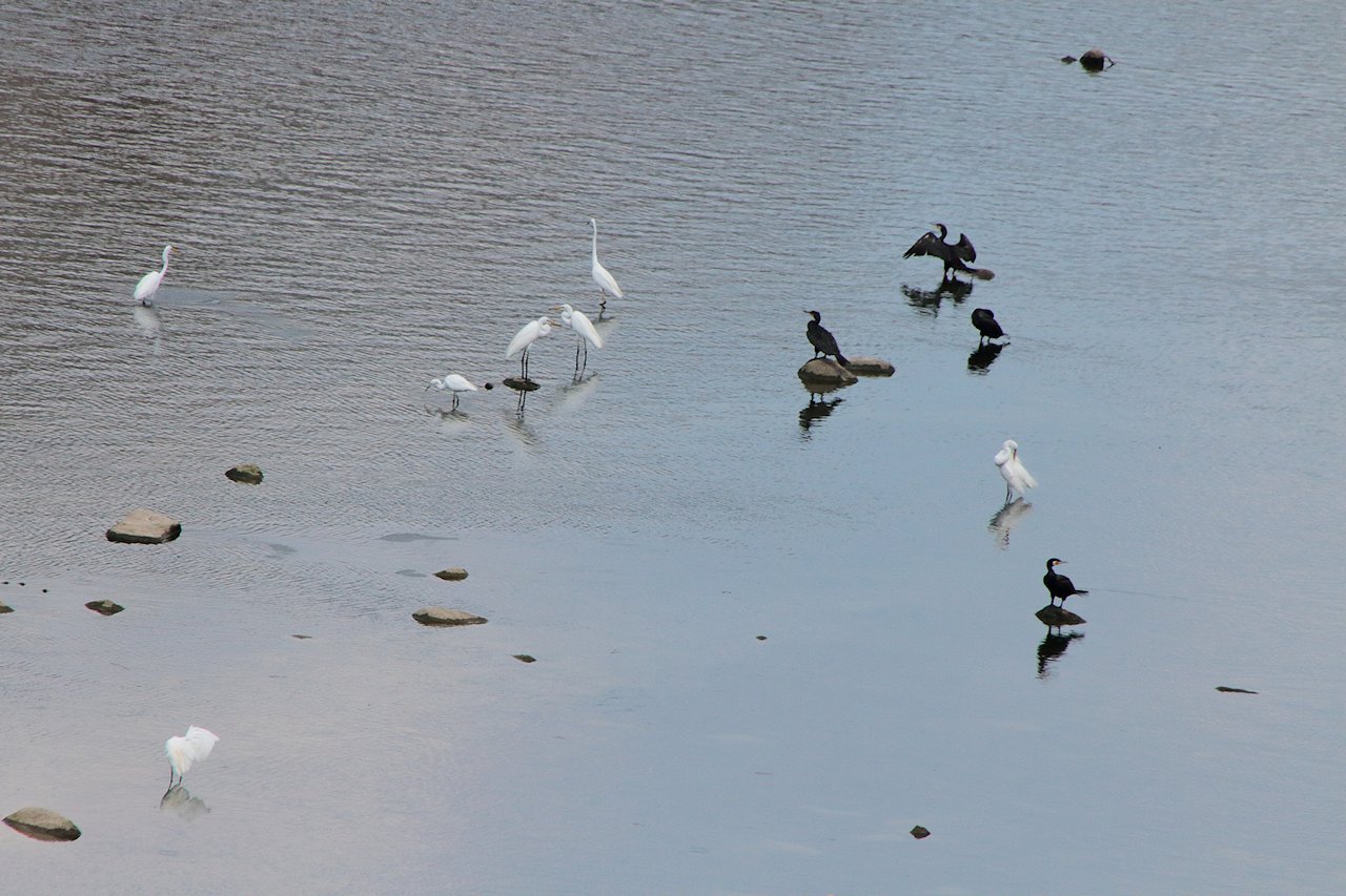 �T�M�ƃ}�K��