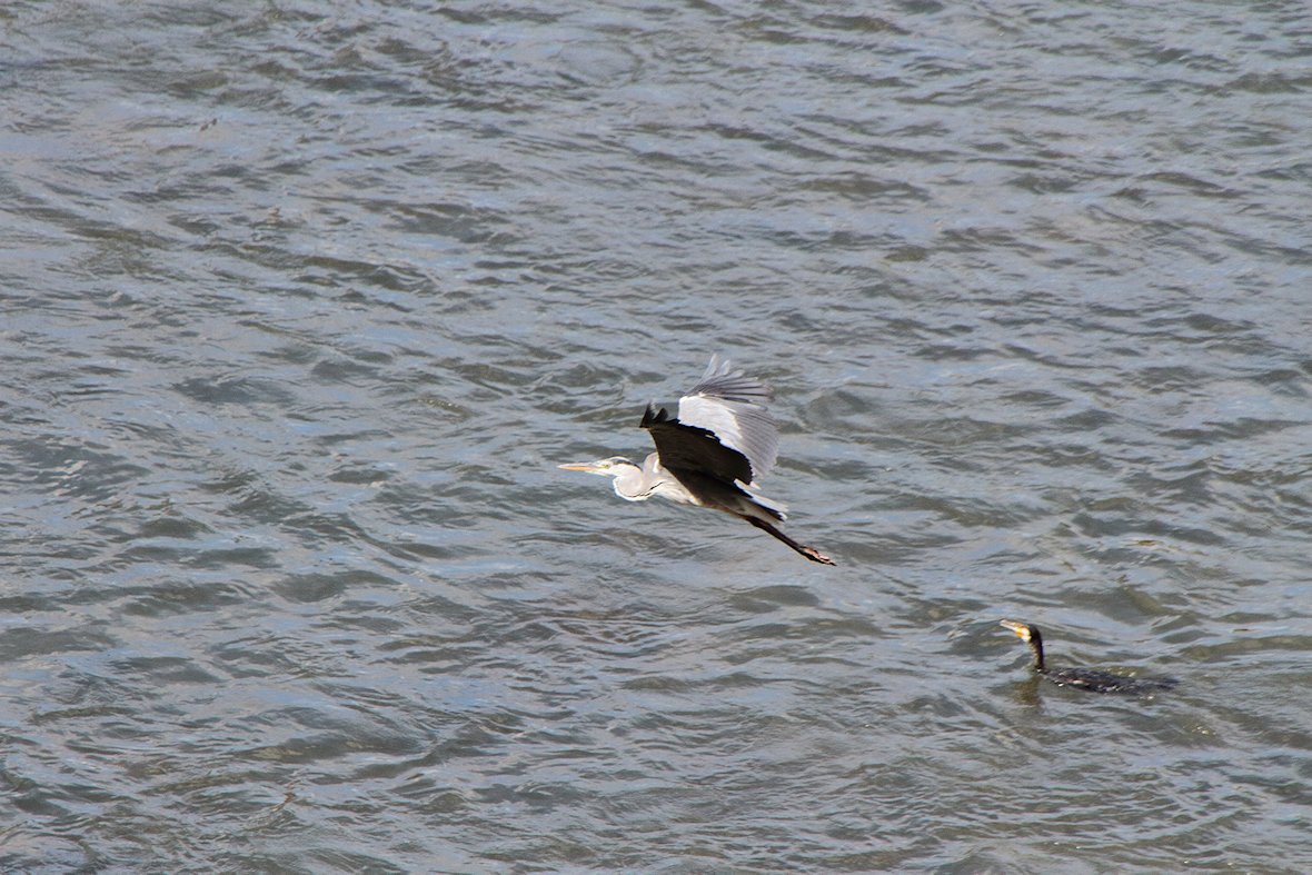 �T�M�ƃ}�K��