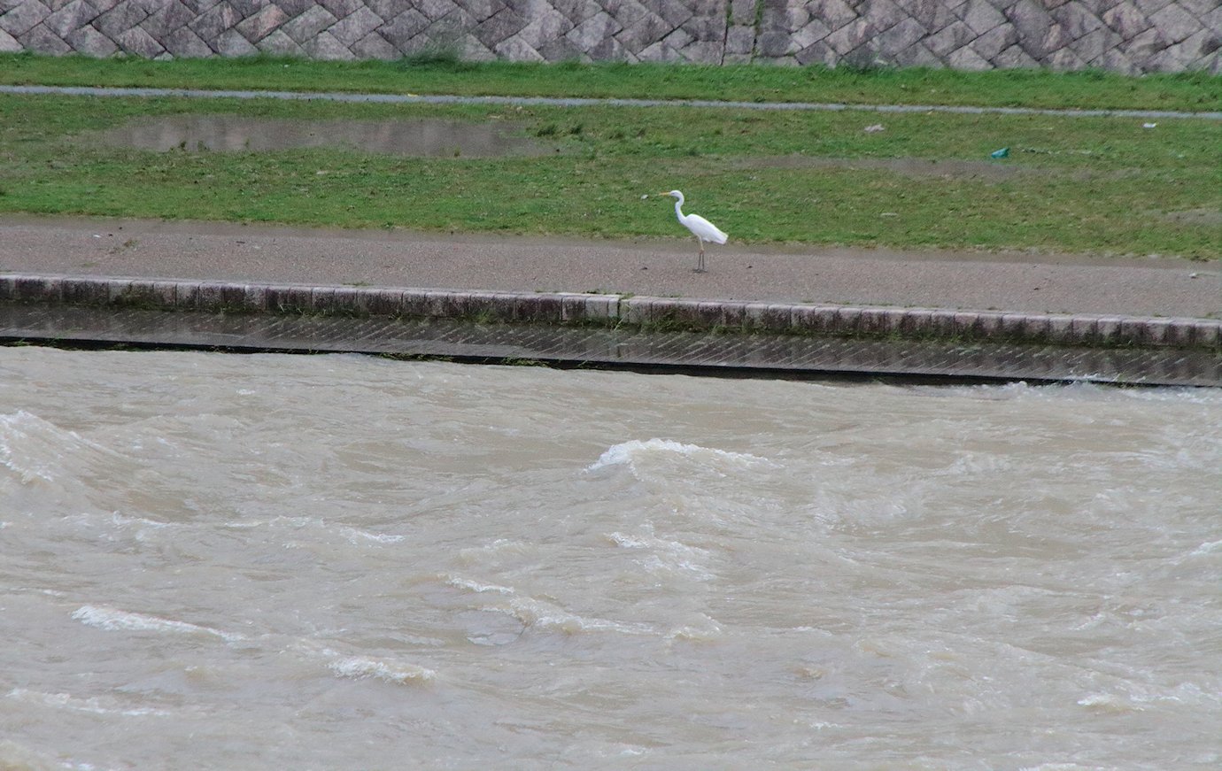 �T�M�@�O���i�T���V���j�̍��J�ő���