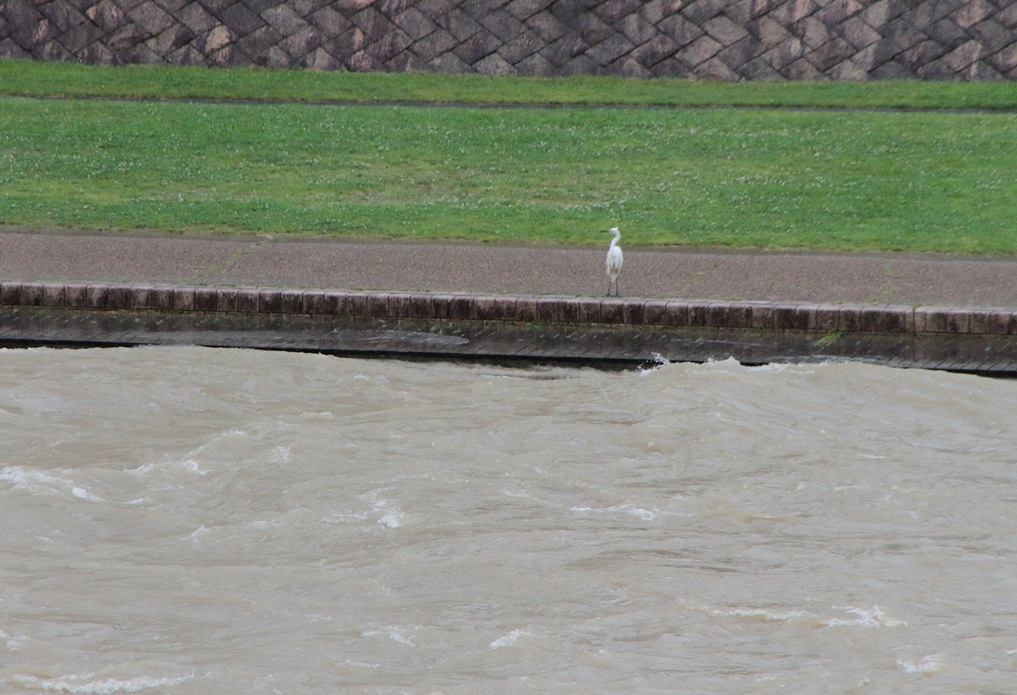 ���ʏ㏸�i�U���Q���j