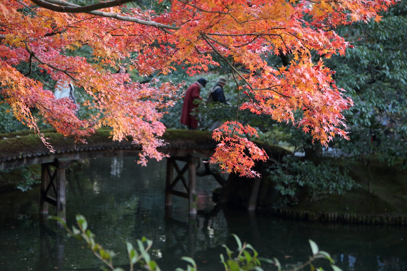 �j���{�@�P�P��