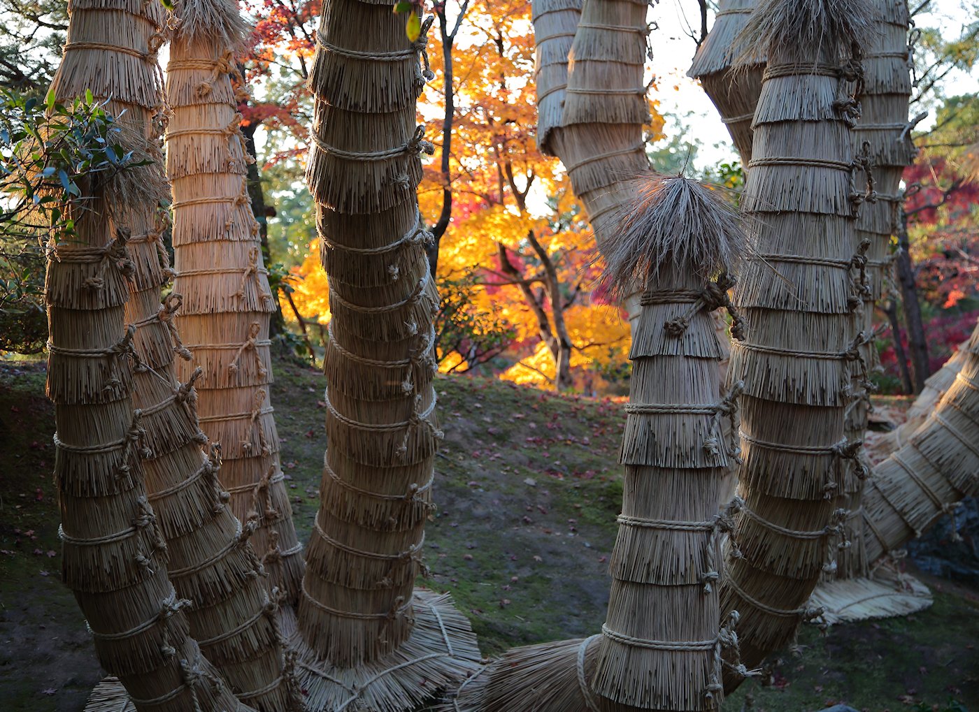 �j���{�@�P�P��