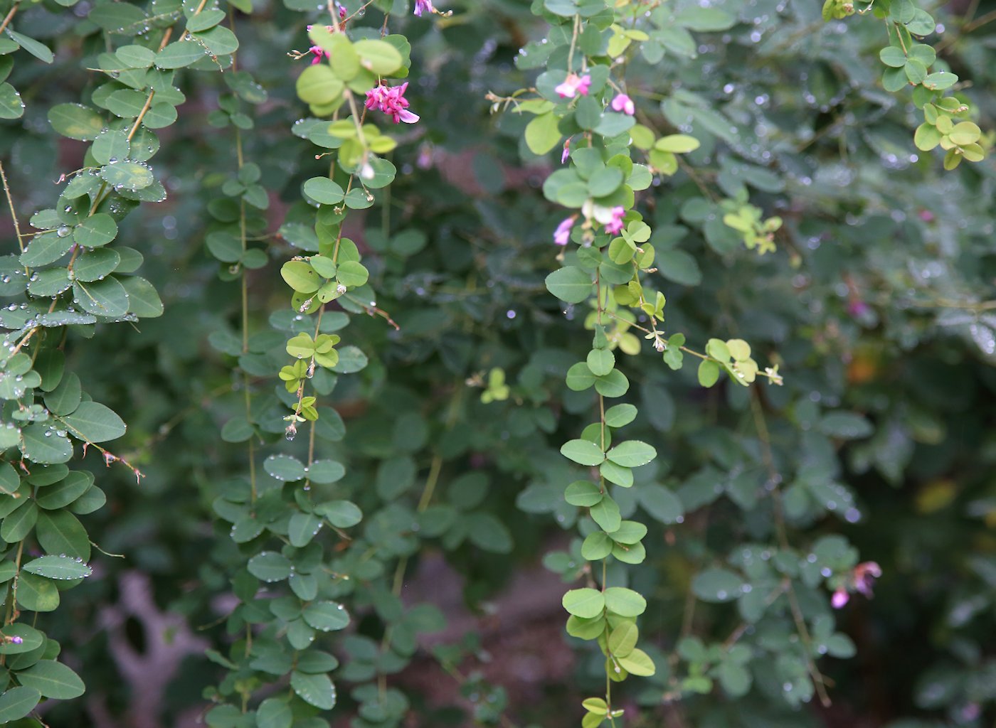 ���ؐ_�Ё@���@�X��