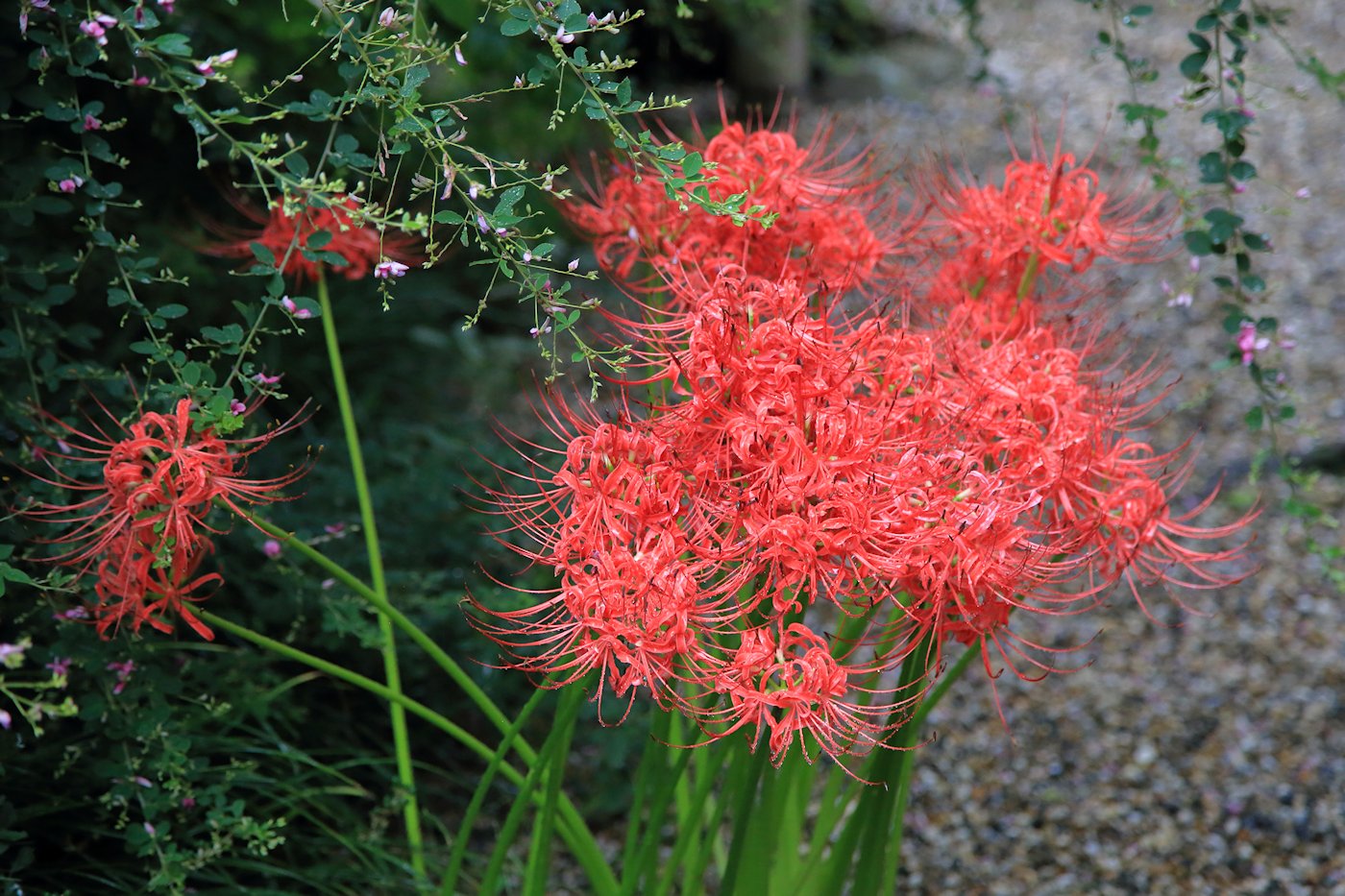 ���ؐ_�Ё@�֎썹�؁@�X��