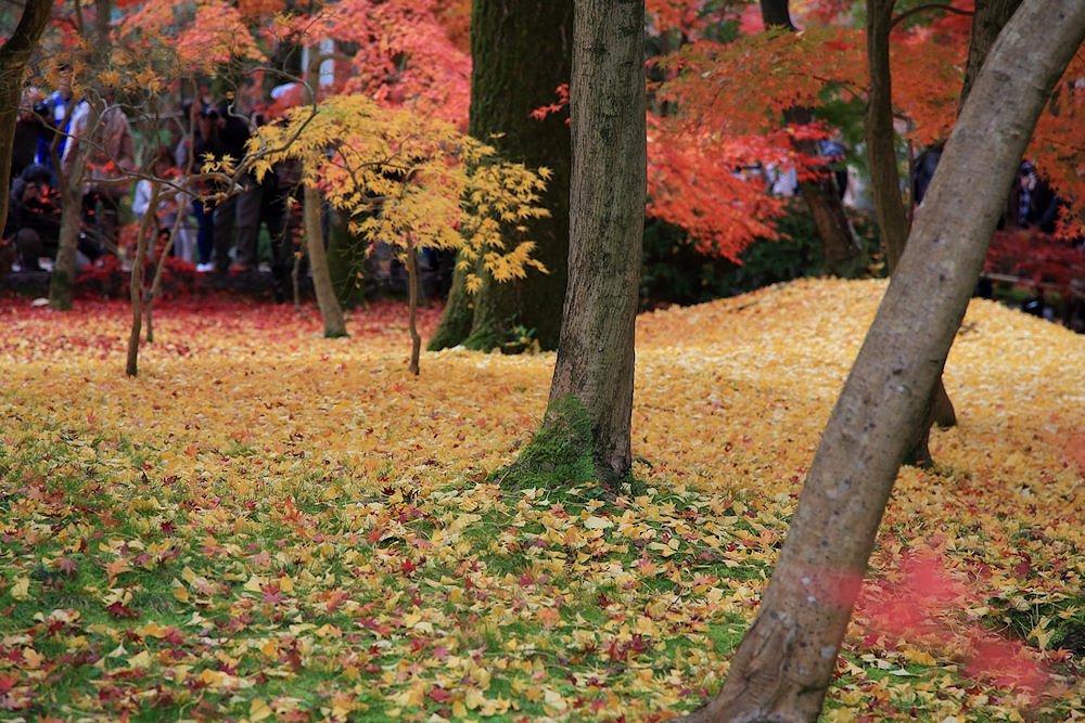 �i�ϓ��@�P�P��