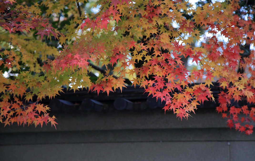 �O��Ɖ����ʓ@�@�P�Q���Q��