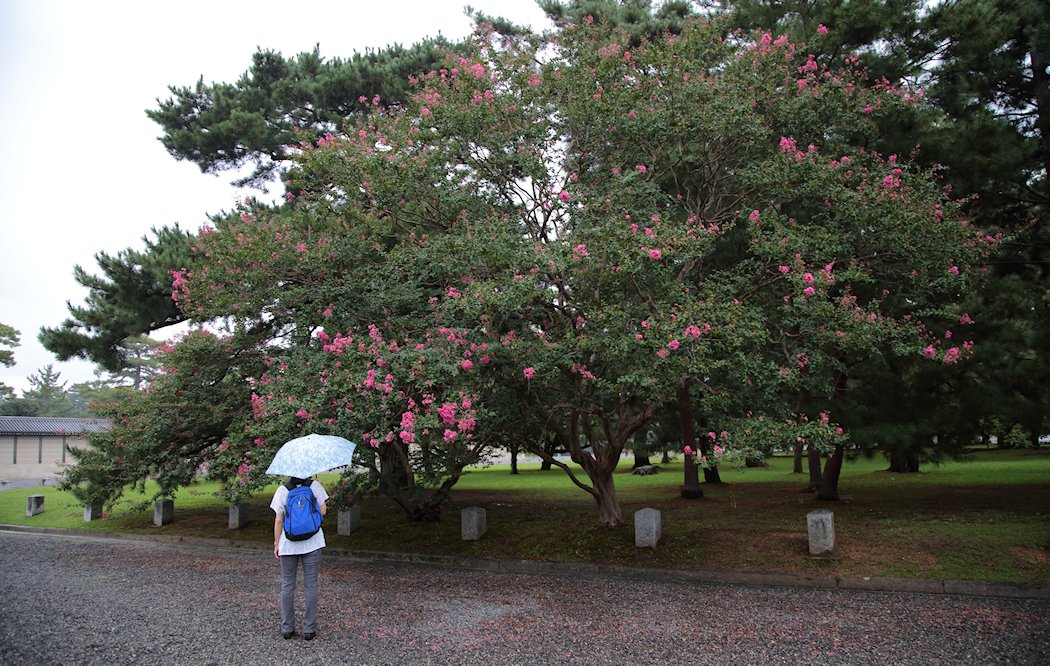 ���s�䉑�@�T���X�x���@�X���Q�P���@���̔N�͂��ފ݂���܂ō炢�Ă��܂���