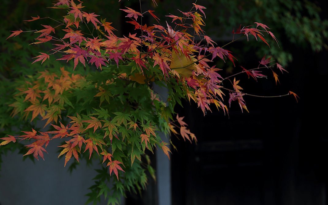 �i�ϓ��@�P�P��