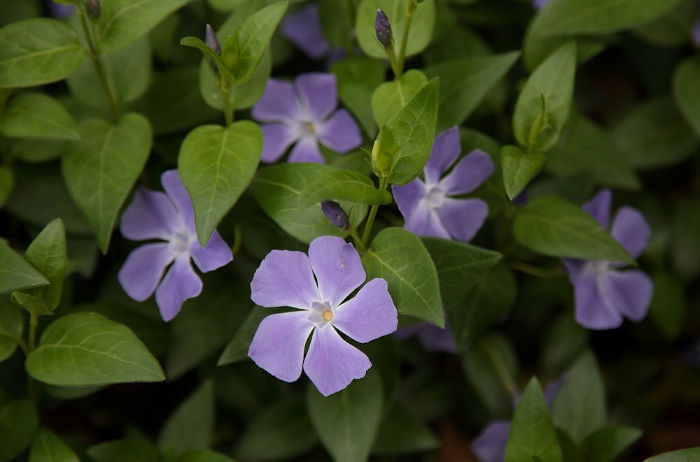 ���s�K�[�f���p���X�@�c���j�`�j�`�\�E