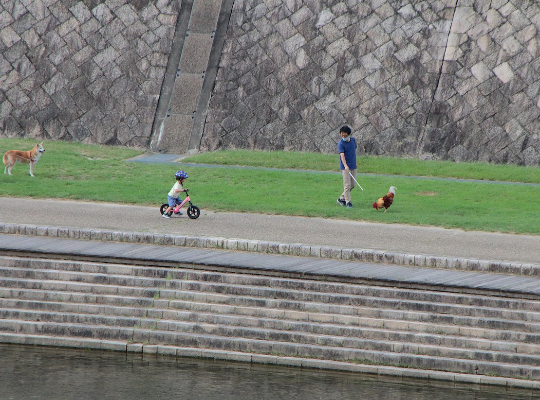 �j���g���̎U��