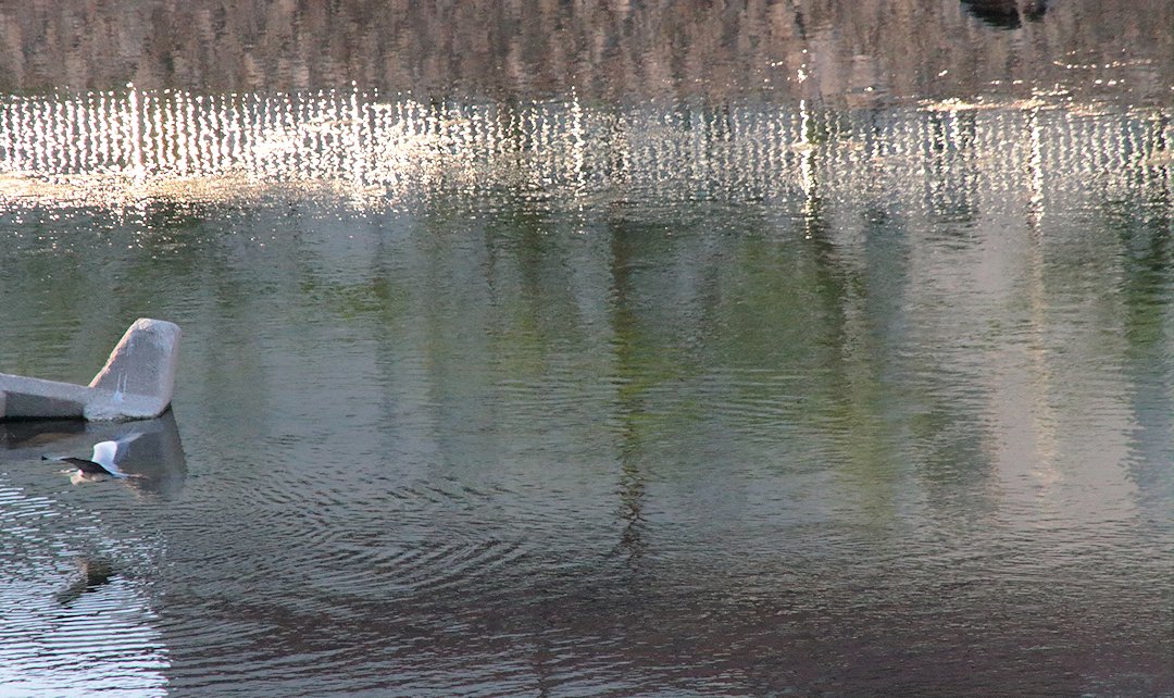 �����ɃT�M