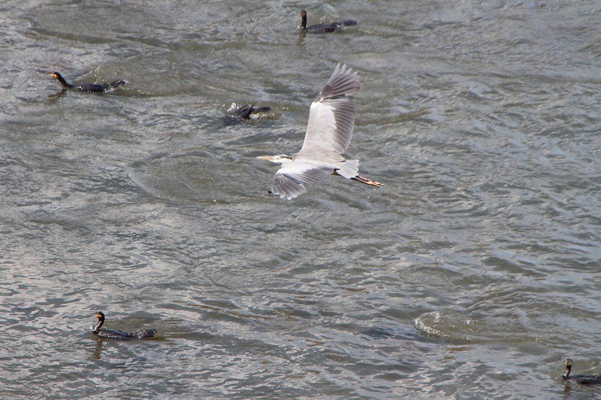 �T�M�ƃ}�K��