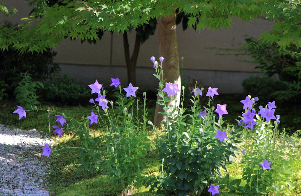 �I�R���@�j�[