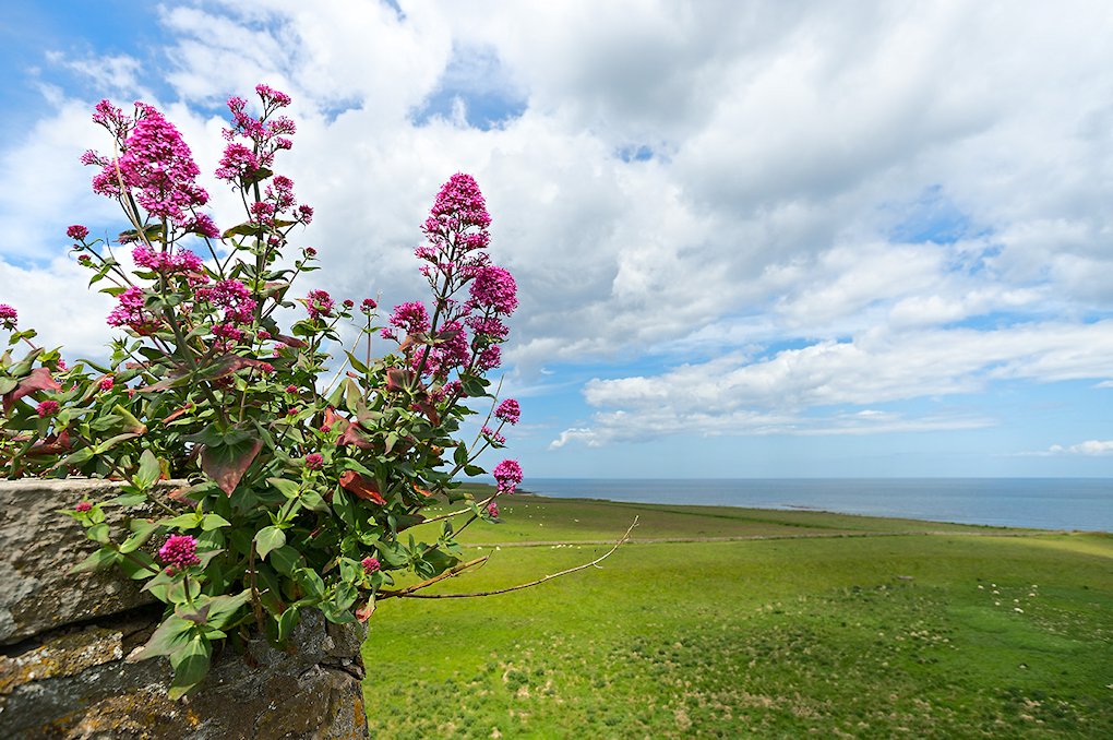 �����f�B�X�t�@�[��